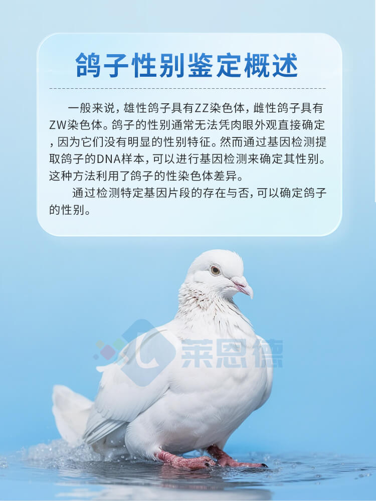 鸽子/鹦鹉性别DNA检测仪