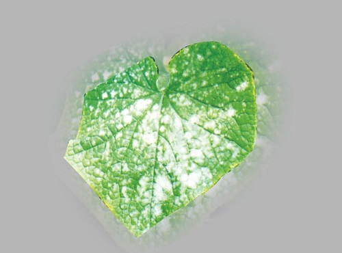 【重点介绍】植物病害诊断仪快速诊断植物病害的优势盘点