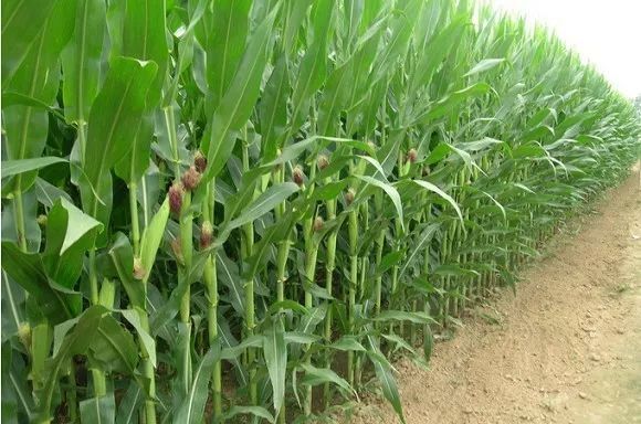 土壤养分检测仪在玉米种植方面的应用