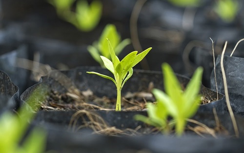 土壤养分检测仪土壤中养分含量对作物的影响有哪些