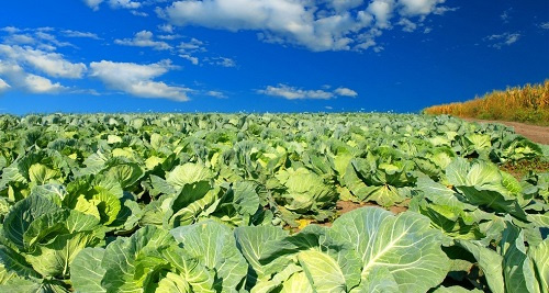 土壤水分温度盐分测定仪在降解土壤盐害方面的应用