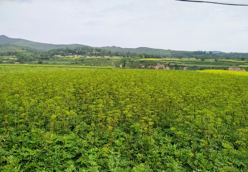 土壤水分测定仪降低药材种植施水难度
