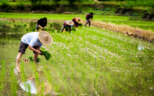 土壤水分测定仪为差异化节水灌概提供依据