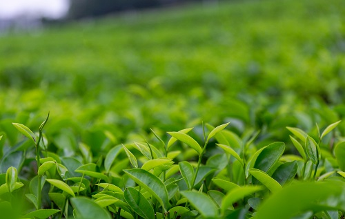 土壤温湿度仪助推传统茶产业优质发展，指导灌溉作业