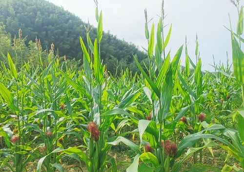 土壤紧实度仪是测定土壤硬度的重要工具