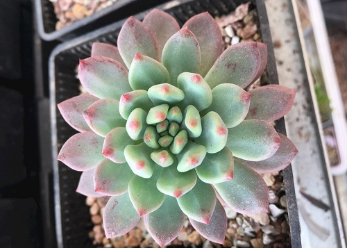 爆料-土壤仪器在多肉植物种植上亮了一把