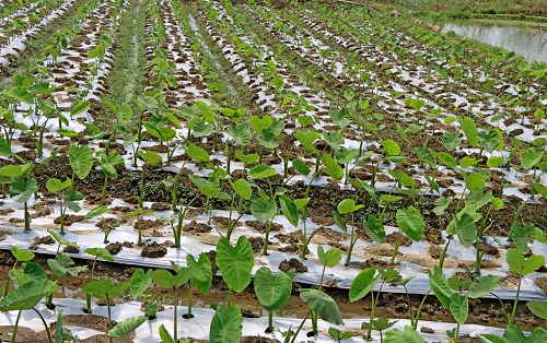 土壤养分检测仪测肥料含量准吗？（土壤肥料养分检测仪操作前后注意事项）