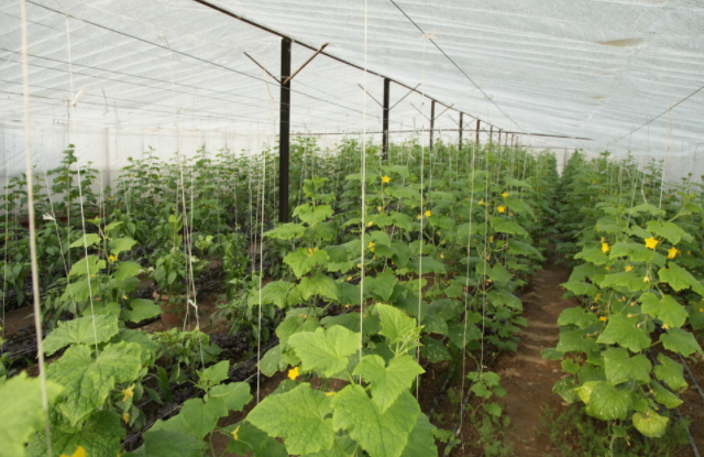 土壤水分测定仪对提升蔬菜种植质量有什么好处
