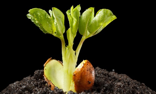 【土壤水分测定仪】土壤水分对植物养分吸收的影响