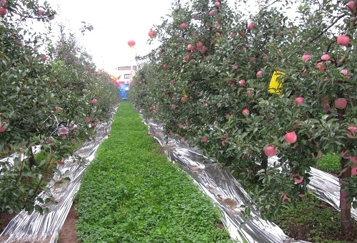 利用快速土壤水分温度测定仪测定研究果园生草对土壤环境的影响