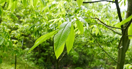 核桃果园应该利用土壤水分温度速测仪优化土壤条件