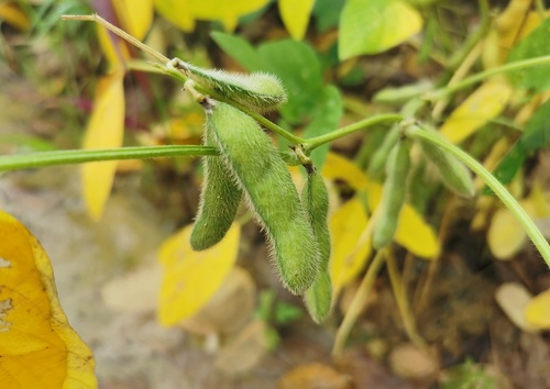 大豆种植不景气？土壤养分测试仪找到了新出路