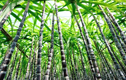 土壤水分测定仪受到甘蔗种植户的应用
