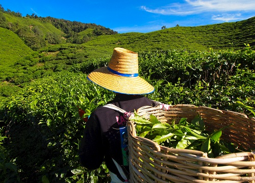 茶园里面的土壤应该如何检测？利用土壤仪器对茶园土壤的有效管理