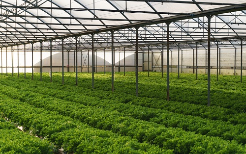 应用土壤EC计改良大棚土壤，蔬菜品质有保障
