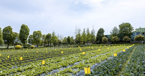 利用土壤紧实度测定仪分析土壤紧实度对植物生长的影响
