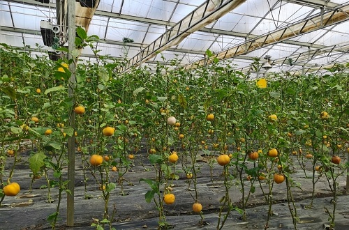 土壤紧实度对植物生长和作物产量形成有什么影响？