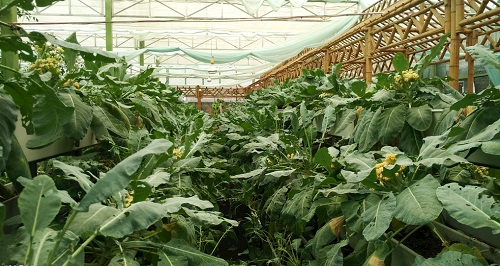 大棚土壤盐渍化会对蔬菜种植（根、叶、果）带来哪些危害？