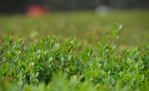 土壤分析仪助力园林绿化植物根际对土壤养分的影响