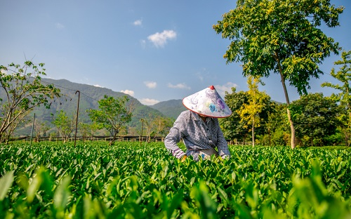 现代精细农业耕作中常用的土壤工具---多参数土壤测量仪智慧种植