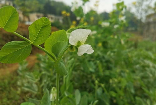 土壤温度测定仪的价值取决于土壤温度对蔬菜的影响力