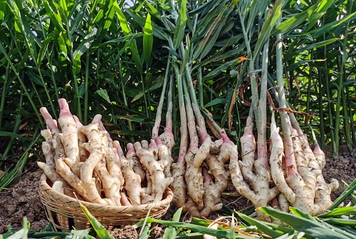 运用土壤紧实度测量仪分析土壤紧实度对生姜生长的影响（土壤紧实度的影响）