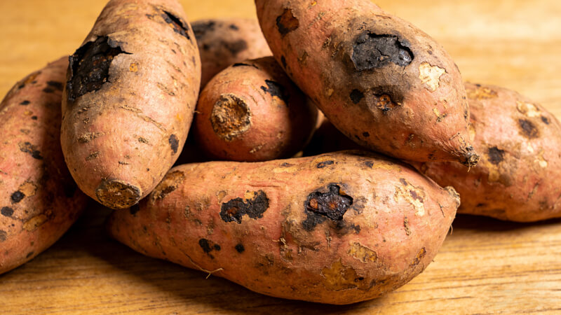 聚焦 “毒红薯” 事件｜安屿生物升级农药残留快检方案，筑牢农产品安全防线